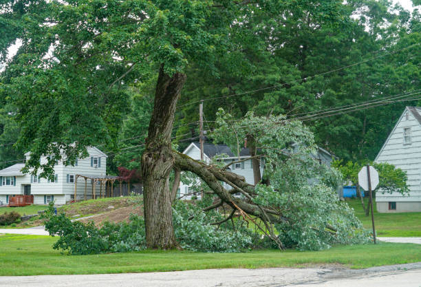 Why Choose Our Tree Removal Services in Vail, CO?